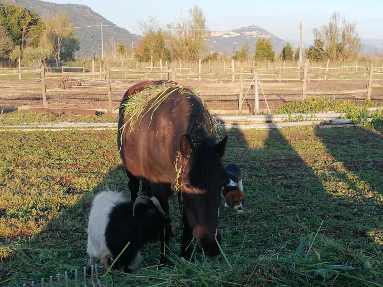 Bed and Breakfast Casale Cavatella Sermoneta Exterior foto