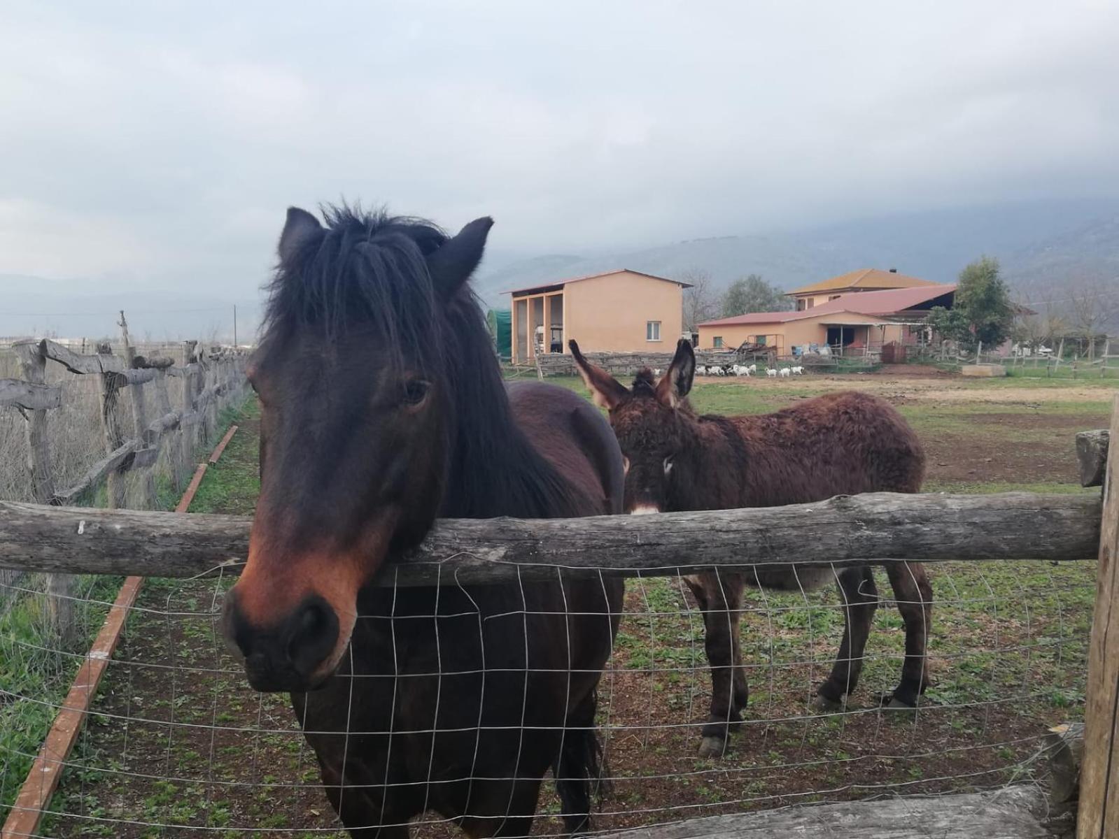 Bed and Breakfast Casale Cavatella Sermoneta Exterior foto